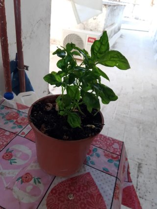 Planta Dama de Noche pequeña