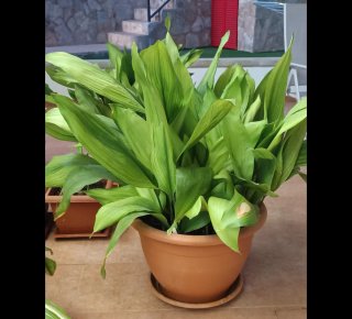 Planta Aspidistra en maceta grande