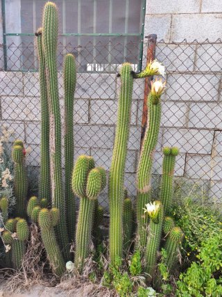 Cactus para oscar