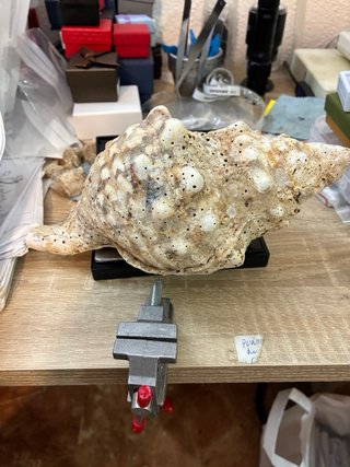 Caracola trompeta Tritón Mar de Indonesia 430g
