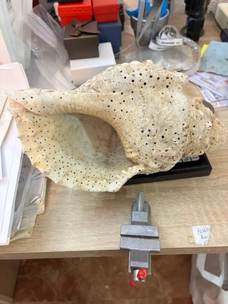 Caracola trompeta Tritón Mar de Indonesia 430g