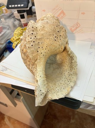 Caracola trompeta Tritón Mar de Indonesia 430g