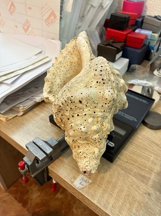Caracola trompeta Tritón Mar de Indonesia 430g