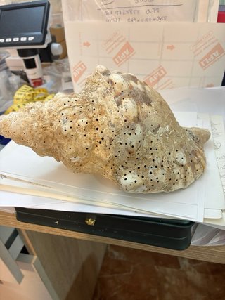 Caracola trompeta Tritón Mar de Indonesia 430g