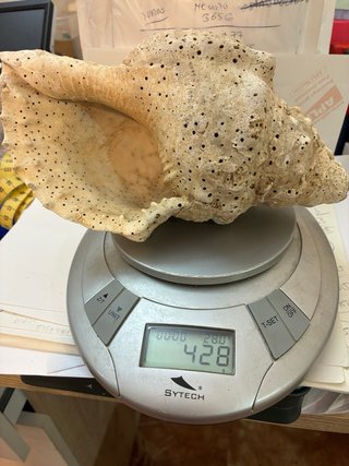 Caracola trompeta Tritón Mar de Indonesia 430g