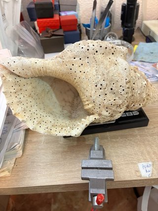 Caracola trompeta Tritón Mar de Indonesia 430g