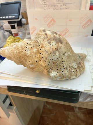 Caracola trompeta Tritón Mar de Indonesia 430g