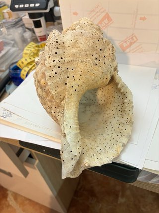 Caracola trompeta Tritón Mar de Indonesia 430g