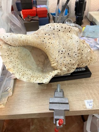Caracola trompeta Tritón Mar de Indonesia 430g