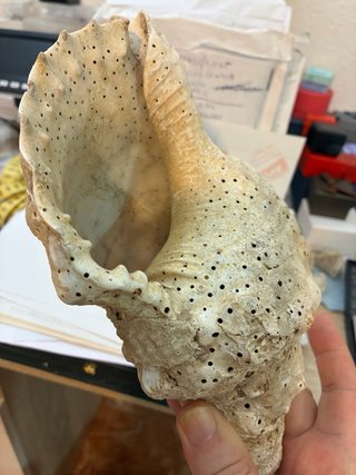 Caracola trompeta Tritón Mar de Indonesia 430g