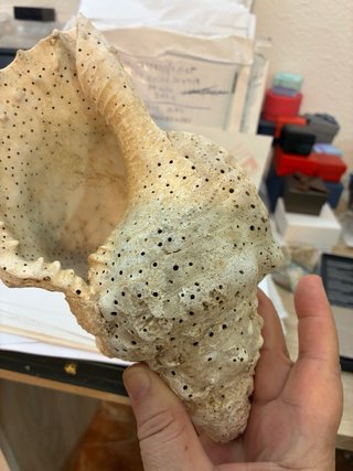 Caracola trompeta Tritón Mar de Indonesia 430g