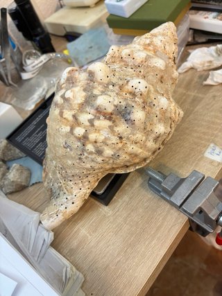 Caracola trompeta Tritón Mar de Indonesia 430g