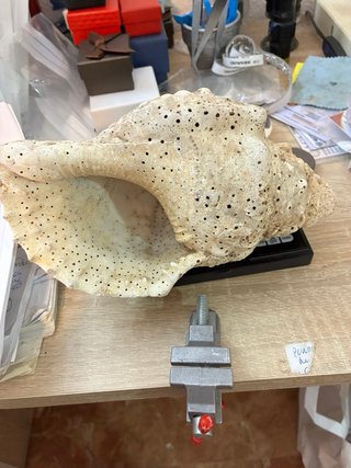 Caracola trompeta Tritón Mar de Indonesia 430g
