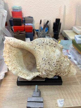 Caracola trompeta Tritón Mar de Indonesia 430g