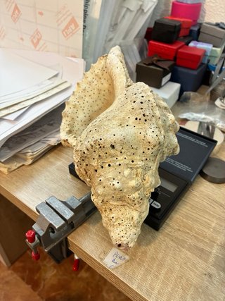 Caracola trompeta Tritón Mar de Indonesia 430g