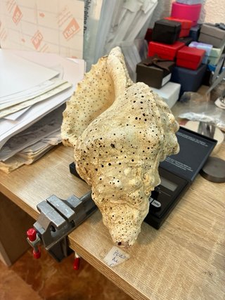 Caracola trompeta Tritón Mar de Indonesia 430g