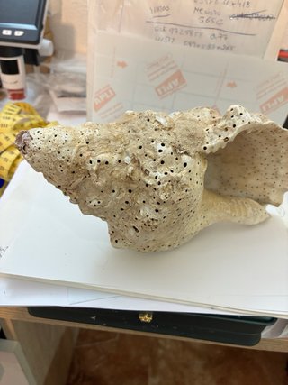 Caracola trompeta Tritón Mar de Indonesia 430g