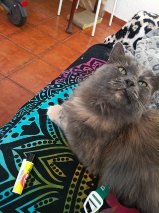 Cuidar a tu gatos y perros/ paseo con tu perro