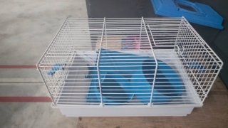 Jaula para hámster con accesorios