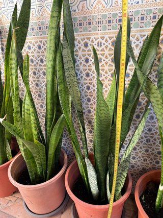 Sansevieria trifasciata 100 cm Lengua de suegra