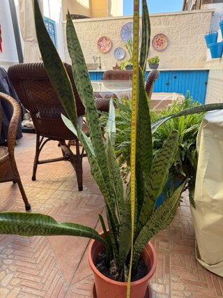 Sansevieria trifasciata 100 cm Lengua de suegra