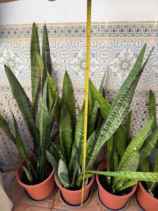 Sansevieria trifasciata 100 cm Lengua de suegra