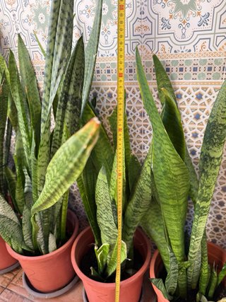 Sansevieria trifasciata 100 cm Lengua de suegra