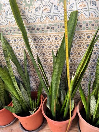 Sansevieria trifasciata 100 cm Lengua de suegra
