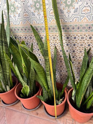 Sansevieria trifasciata 100 cm Lengua de suegra