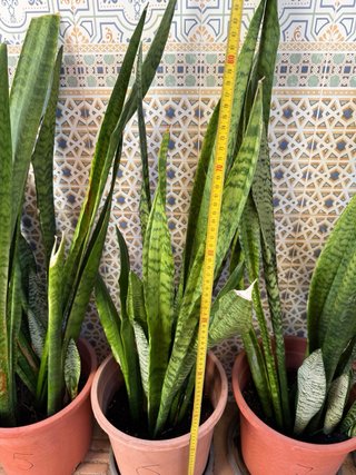 Sansevieria trifasciata 100 cm Lengua de suegra