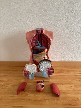 Muñeco, anatómico con órganos