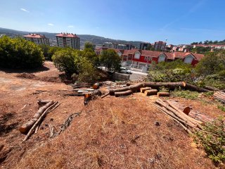 Venta madera de pino