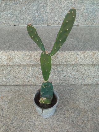 Chumbera en maceta