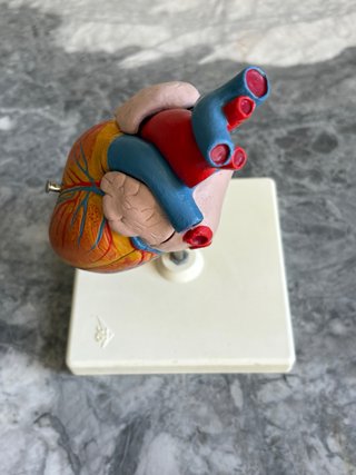 Modelo anatómico de corazón humano 3B Scientific