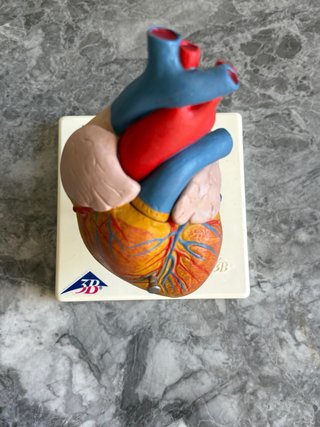 Modelo anatómico de corazón humano 3B Scientific