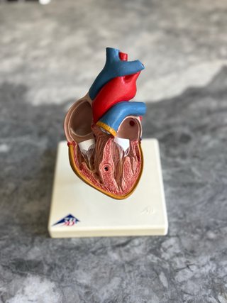Modelo anatómico de corazón humano 3B Scientific