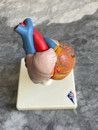 Modelo anatómico de corazón humano 3B Scientific