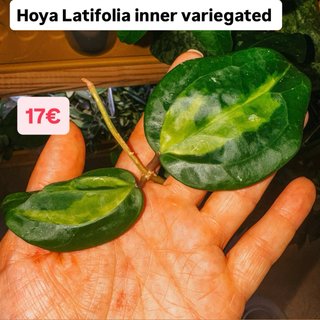 Hoya Latifolia inner variegated