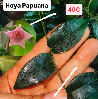 Hoya Papuana