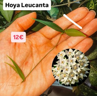 Hoya Leucantha