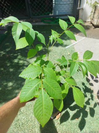 Planta de Nogal Mollar Cáscara Blanda