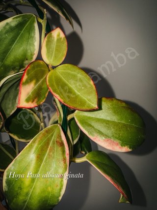 Hoya Para-albomarginata