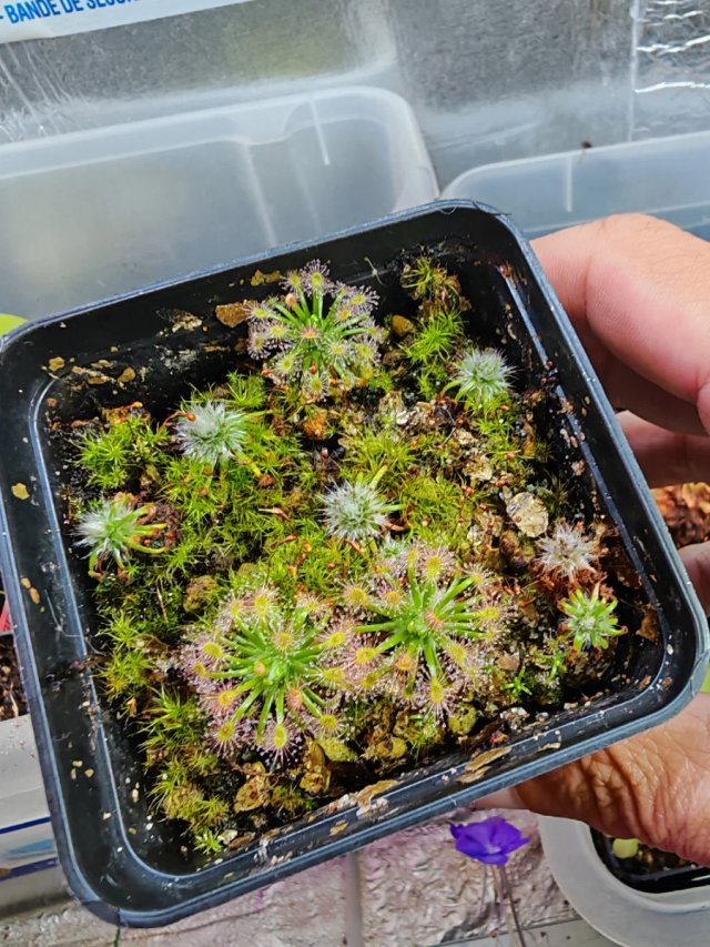 Drosera Palacea true type Bosque