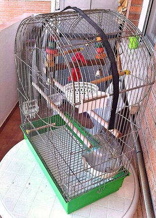 Jaula Agaporni con accesorios