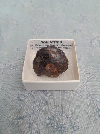 Fósil Goniatites Paleozoico Devónico-Triásico