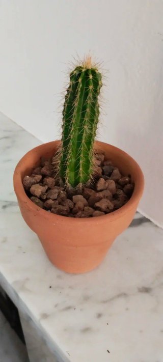 Cactus Columnar Trichocereus Maceta Barro