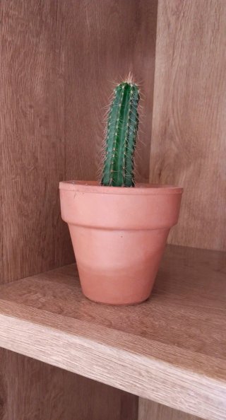 Cactus Columnar Trichocereus Maceta Barro