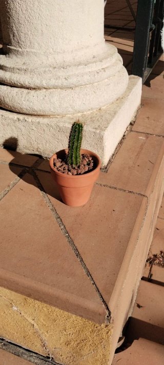 Cactus Columnar Trichocereus Maceta Barro