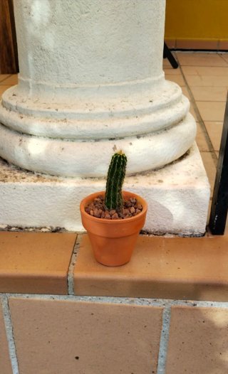 Cactus Columnar Trichocereus Maceta Barro