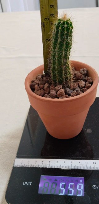 Cactus Columnar Trichocereus Maceta Barro